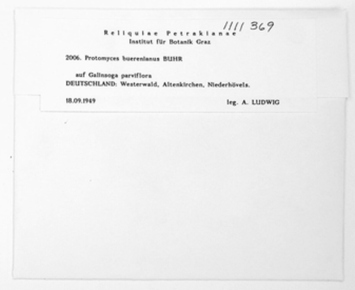 Protomyces buerenianus image